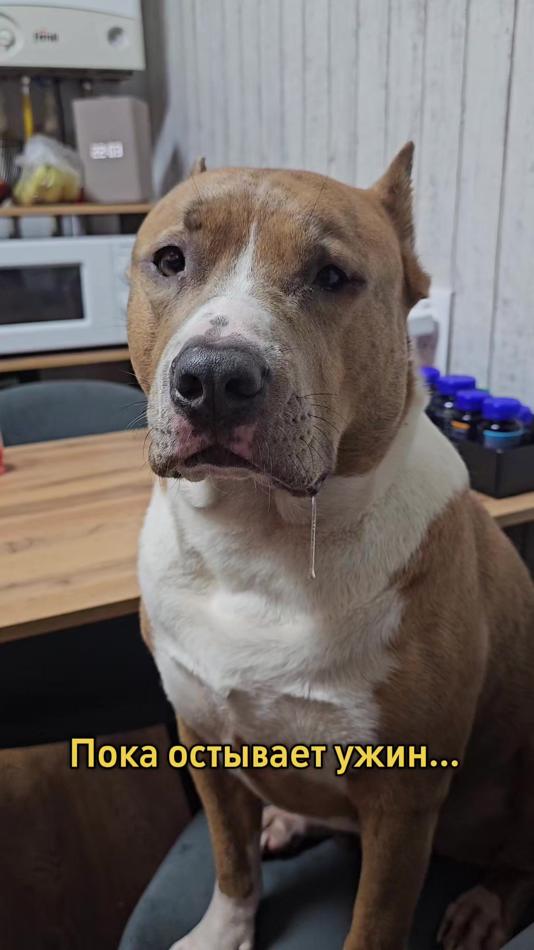 @Pitbul Fred