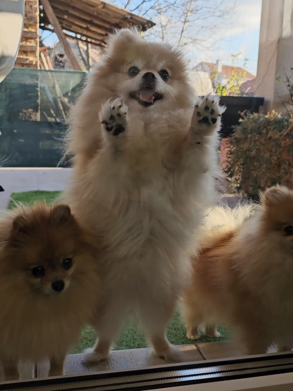@Princess Candy Pomeranian