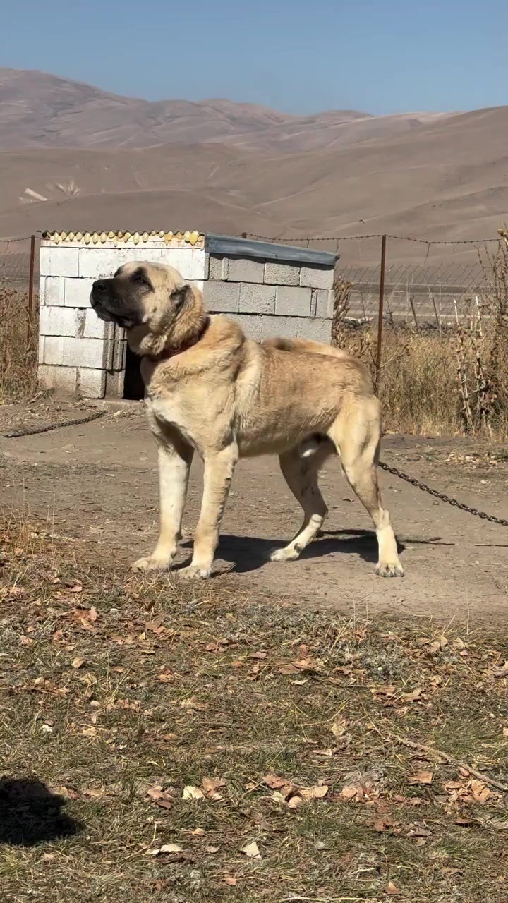 @Fırat yalçın Sevgi