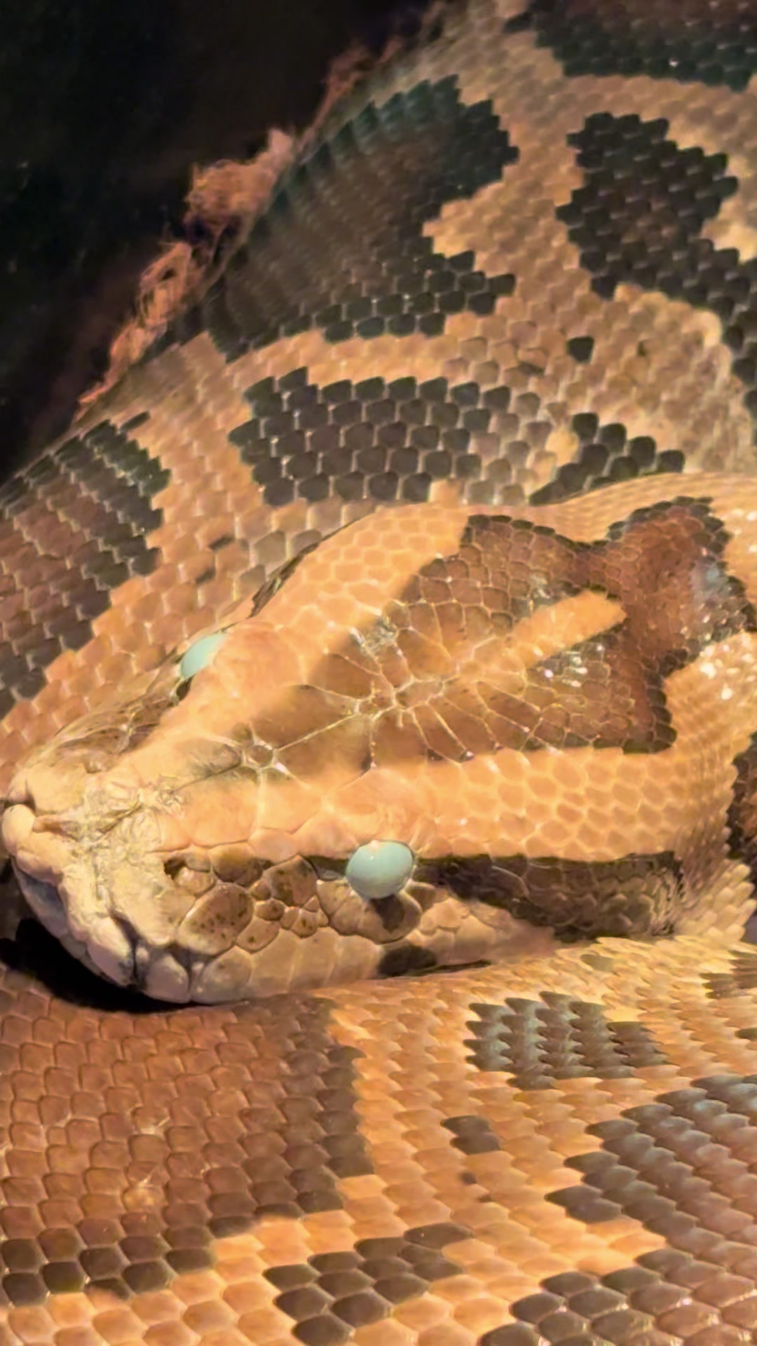 @🐍 Derricks Reptiles 🐍