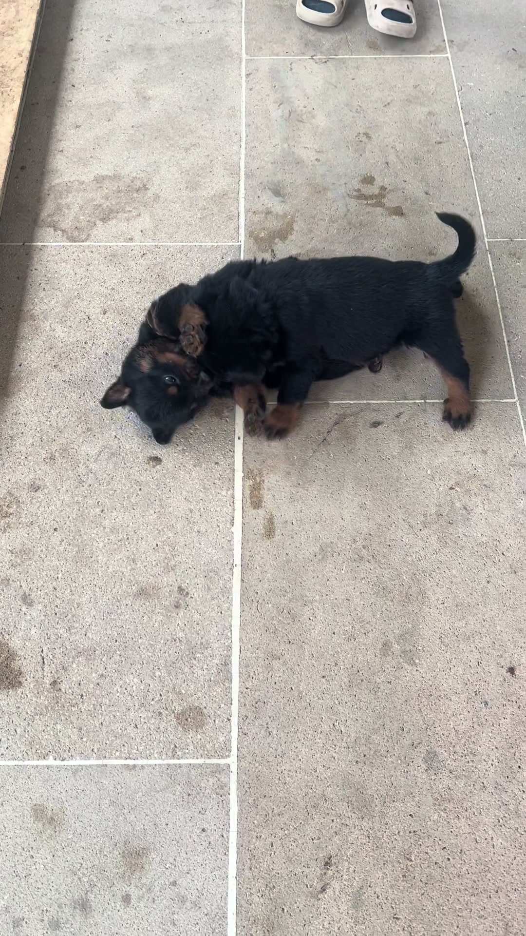 @RottweilerBaku