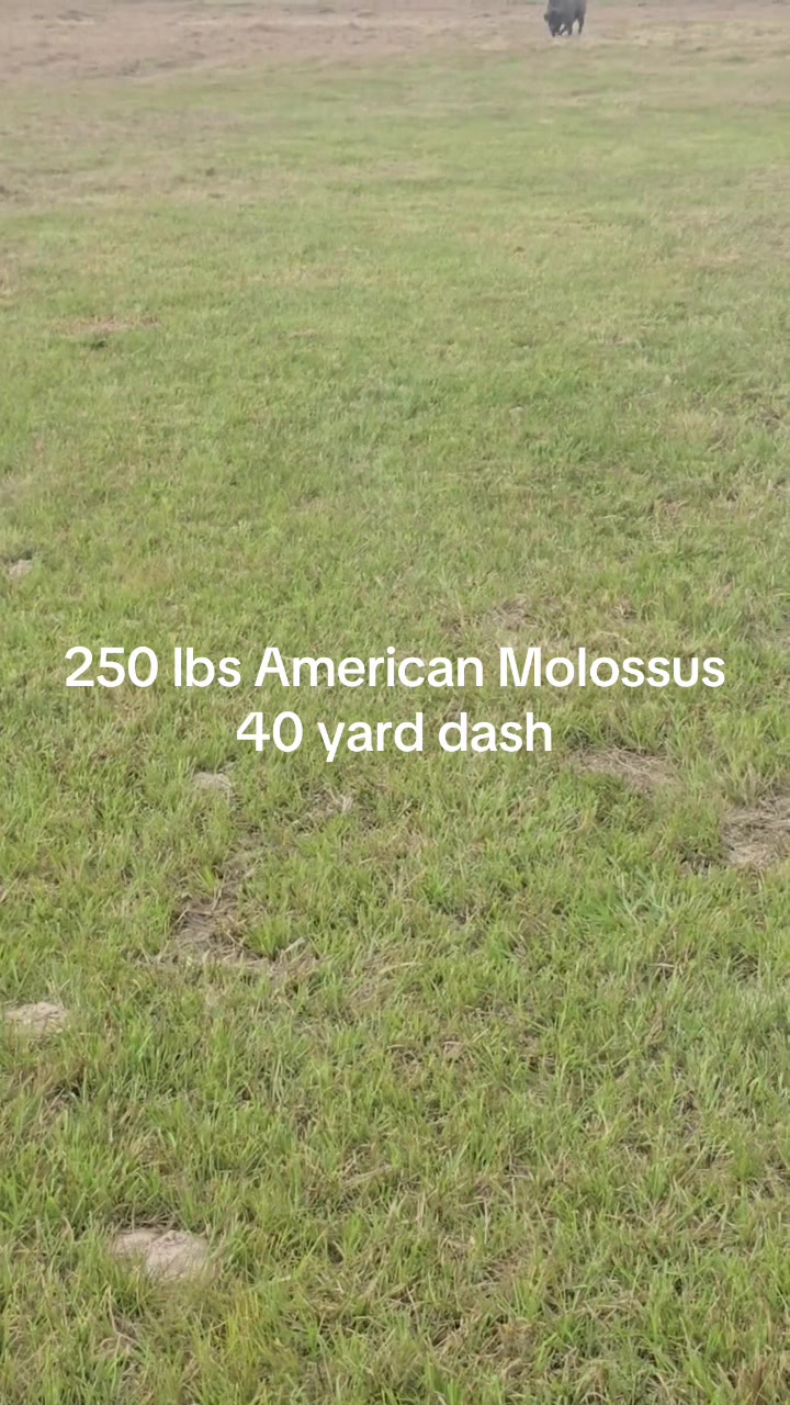 @American Molossus Founder