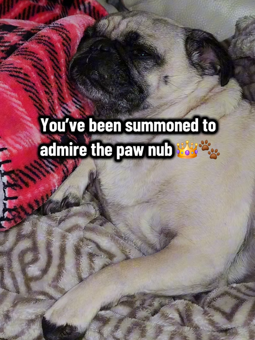@Lulu