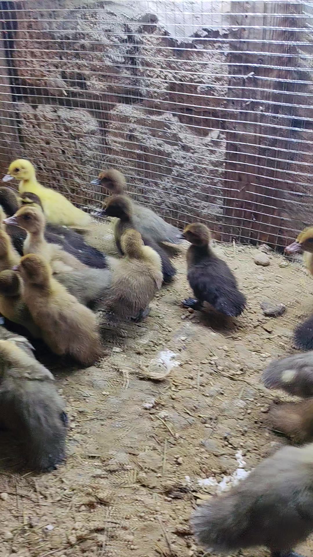 @MAŞTAĞA_QUŞCULUĞ
