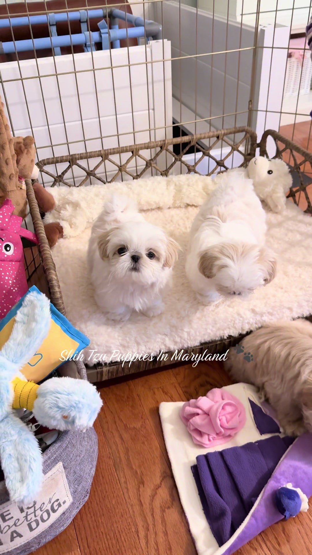 @Shih Tzu Puppies in Maryland