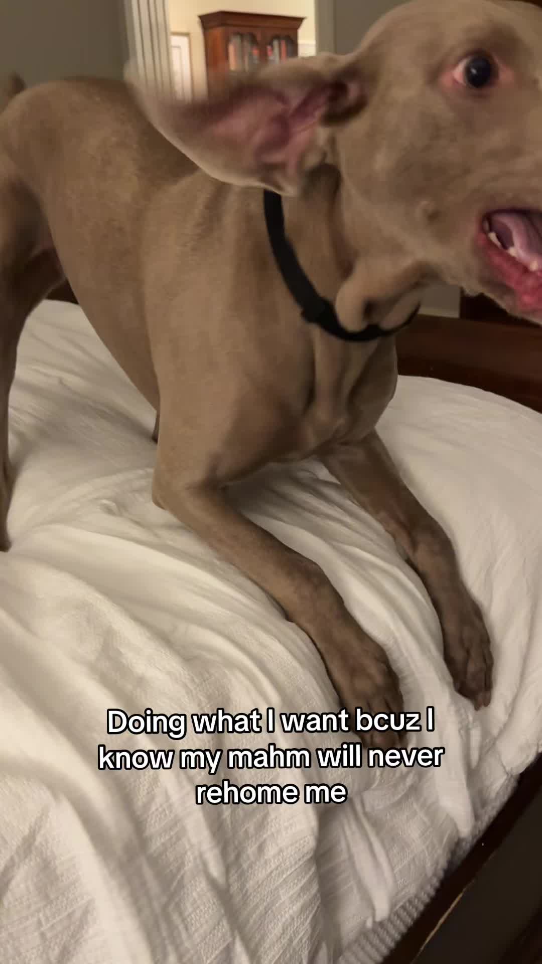 @Zoey the Weim