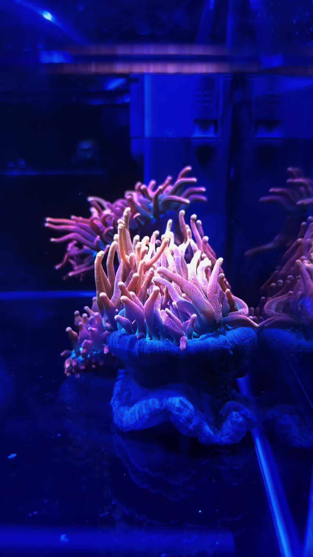 @Ts_reefs