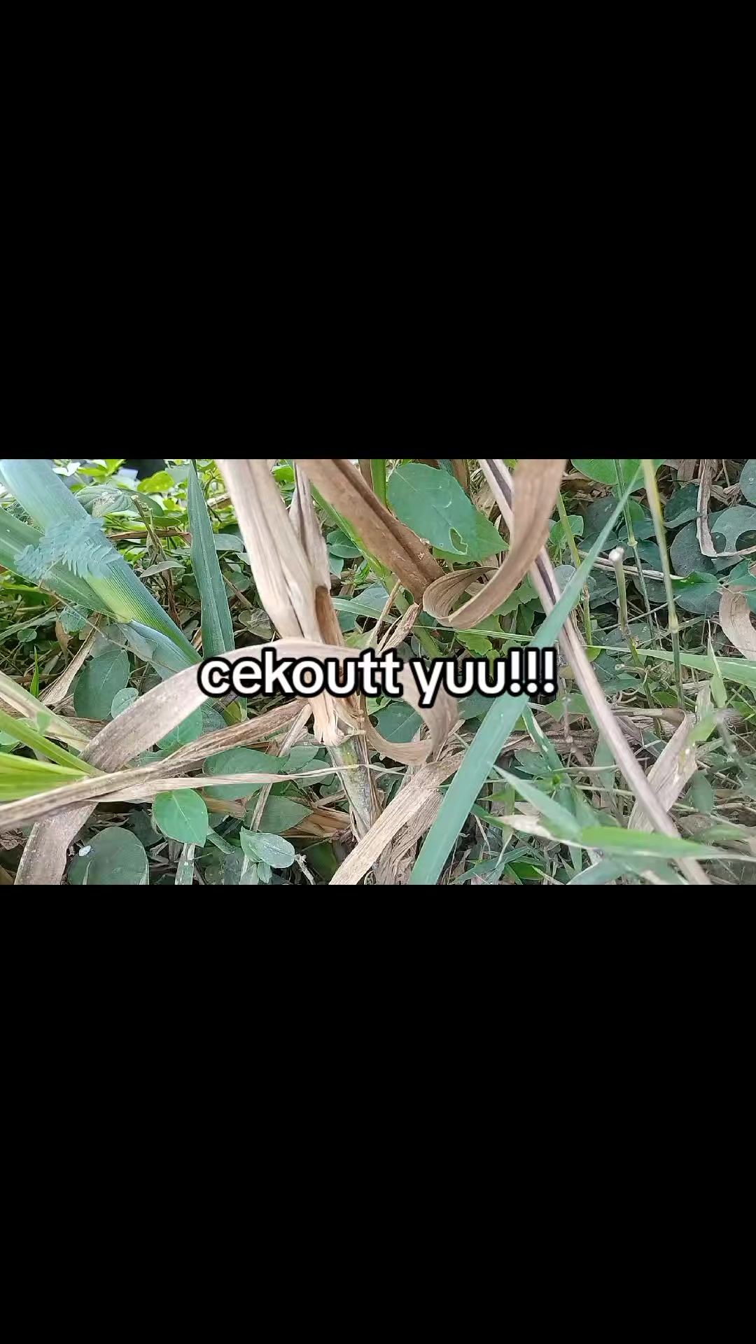 @smuabarang_ada