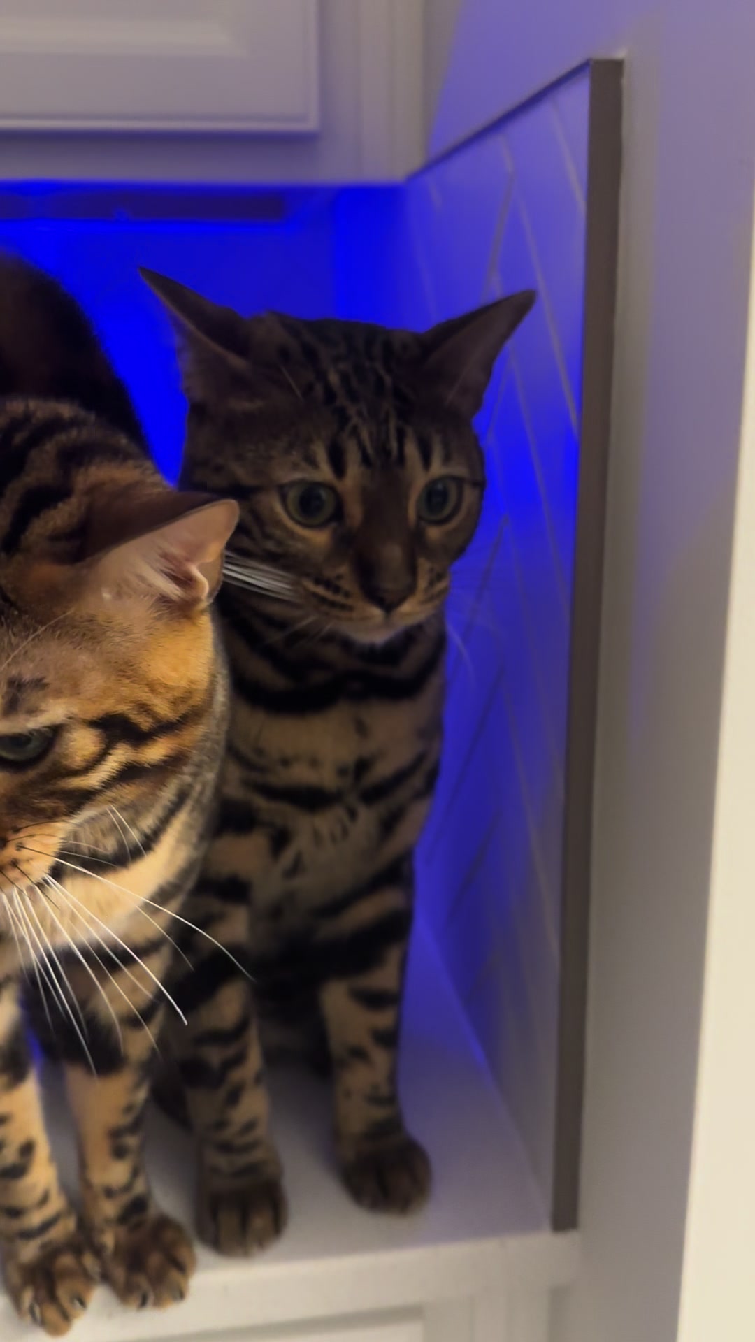 @Tiny Leopard Cats