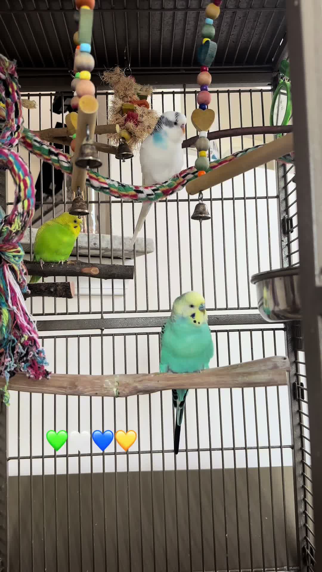 @The budgie trio