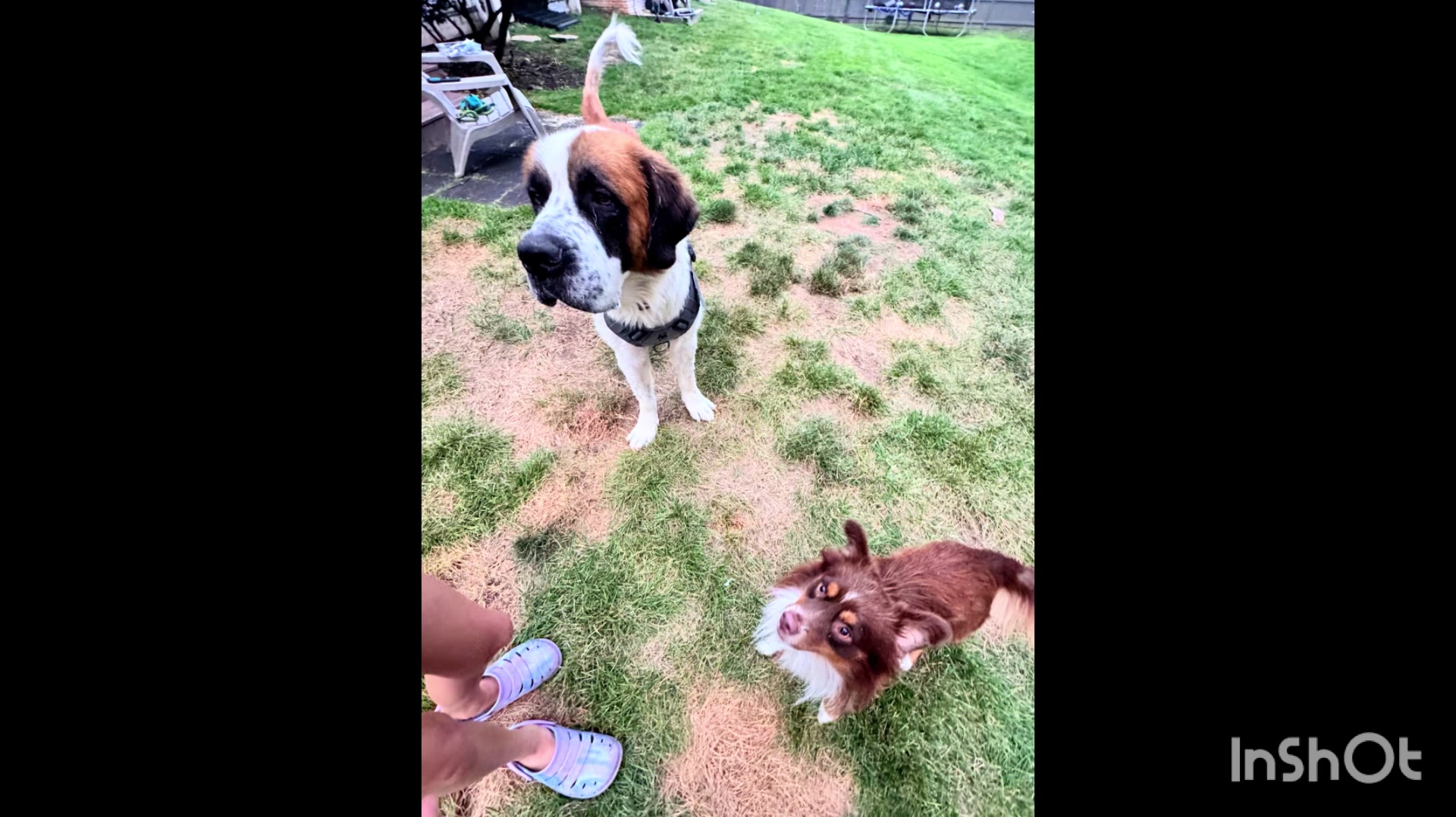 @Paws Deep Animal Rescue
