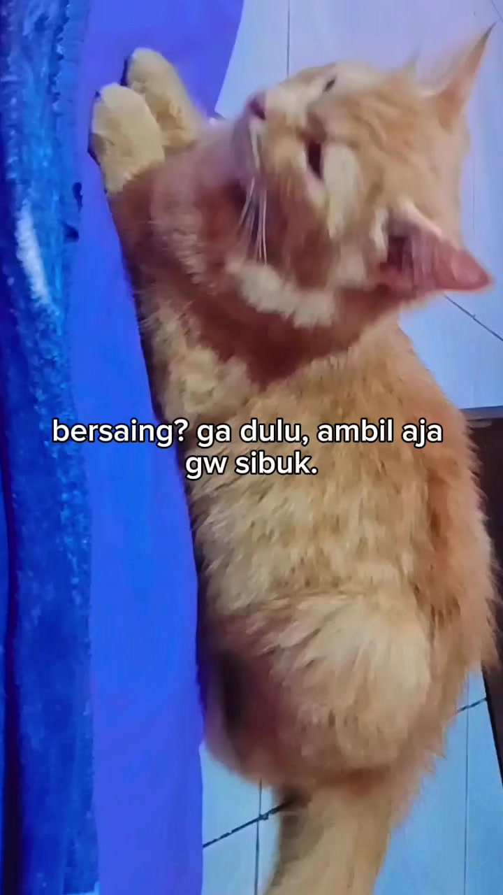 @Aini Nani