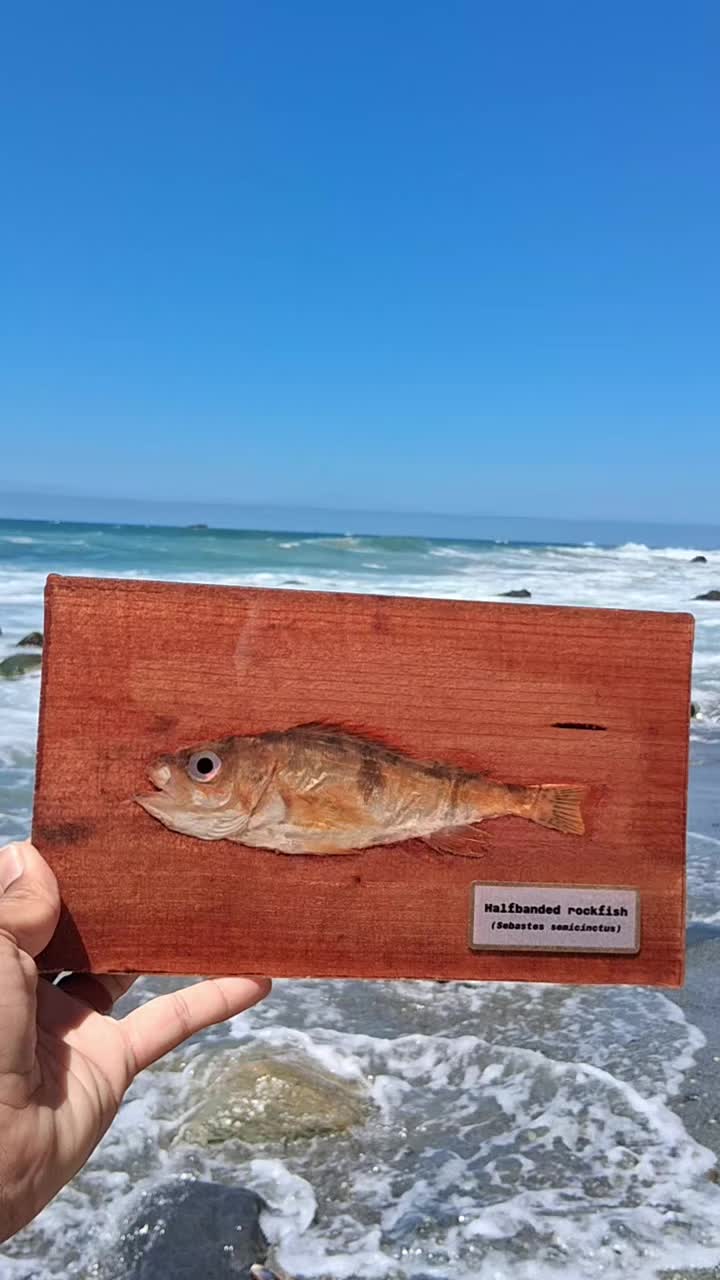@Fish Skin Lures