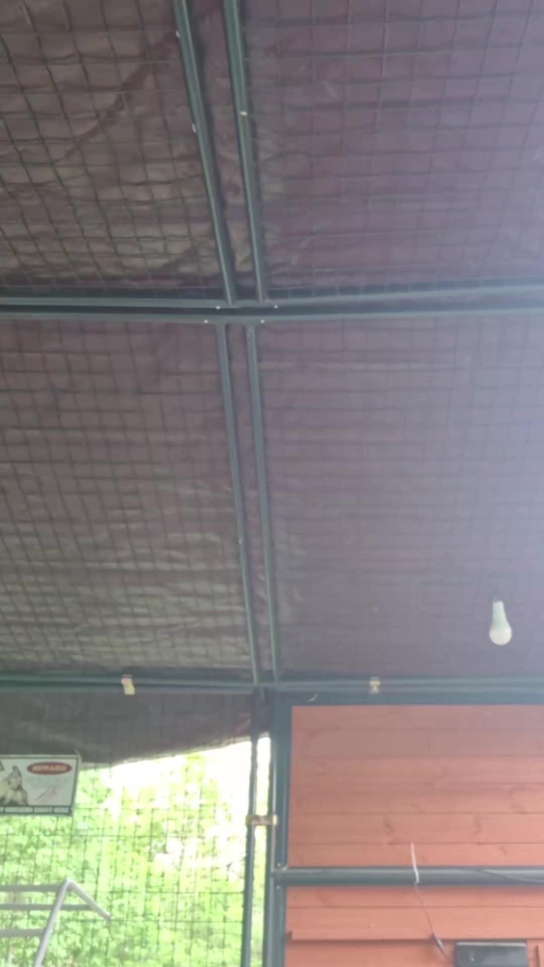 @Chick-Tok