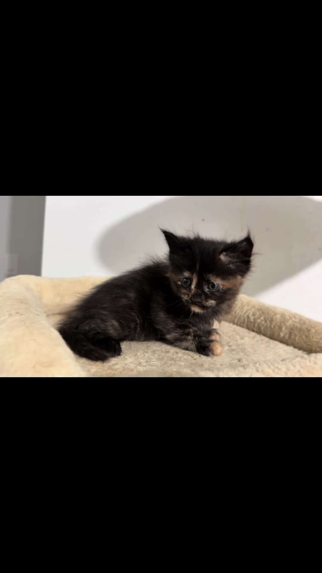 @Maine coon kittens