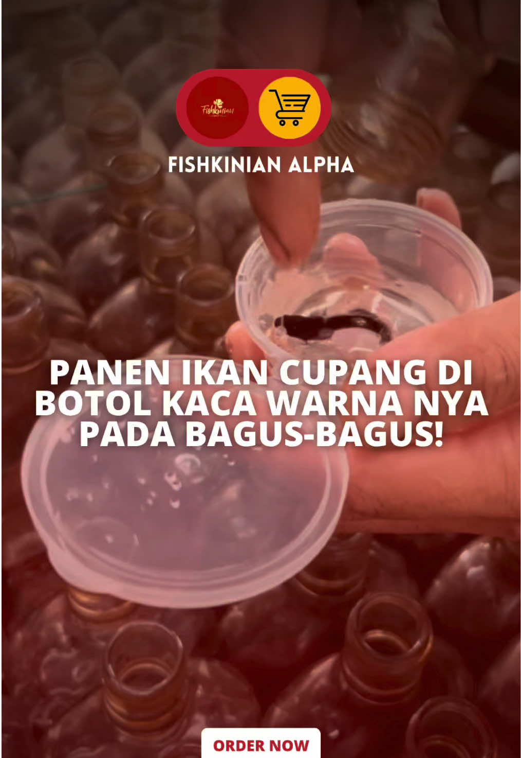 @Fishkinian Alpha1