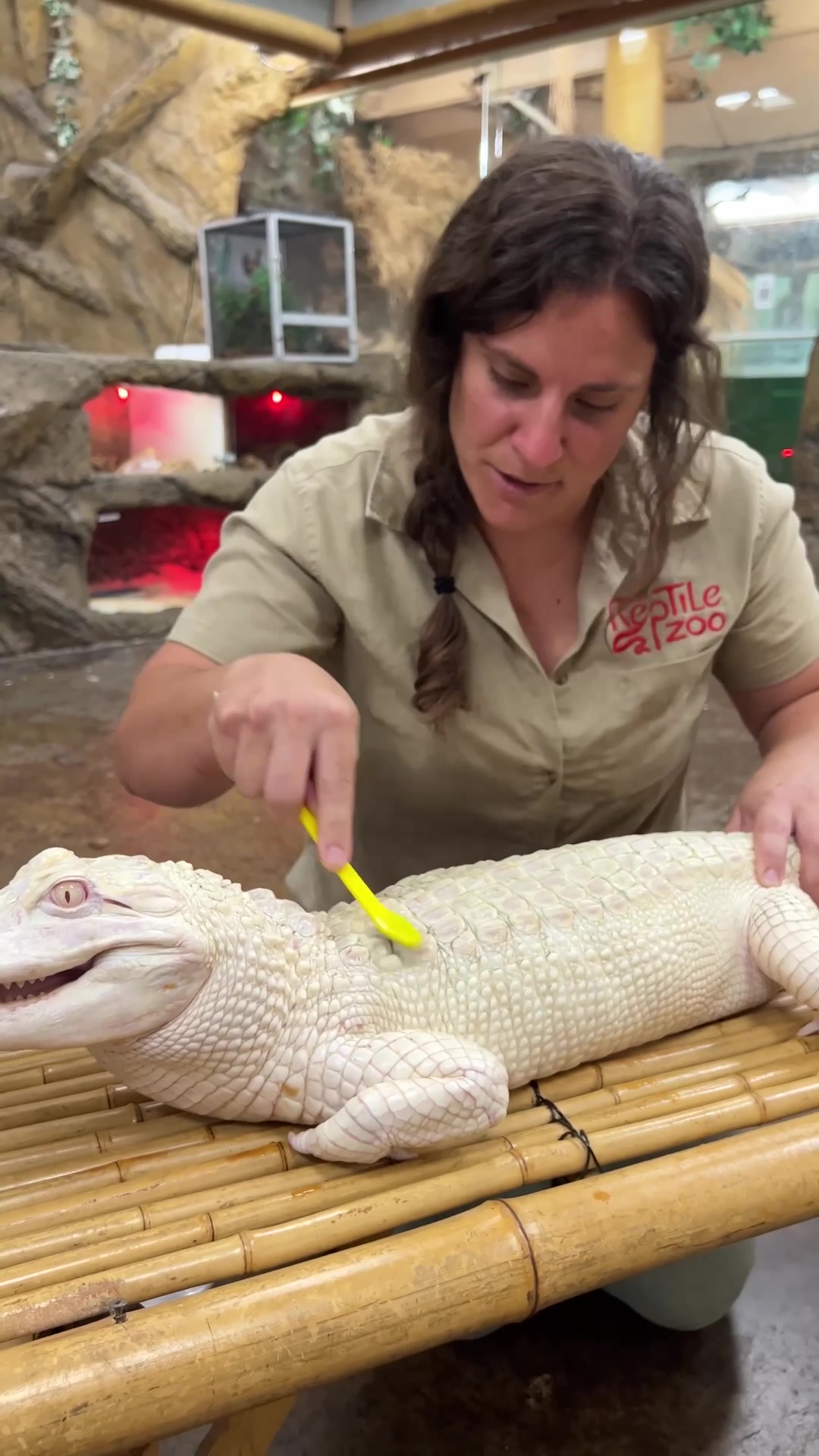 @The Reptile Zoo