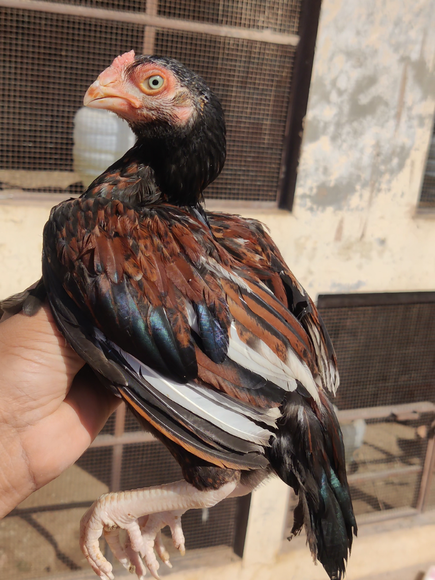 @Amroha shokeen