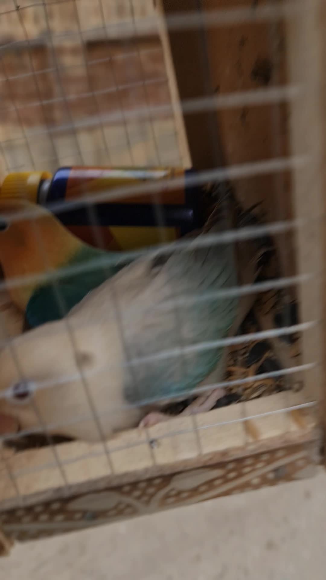 @ROYAL BIRD US