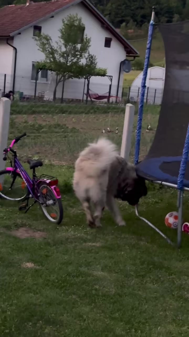 @Caucasian Shepheard Dogs