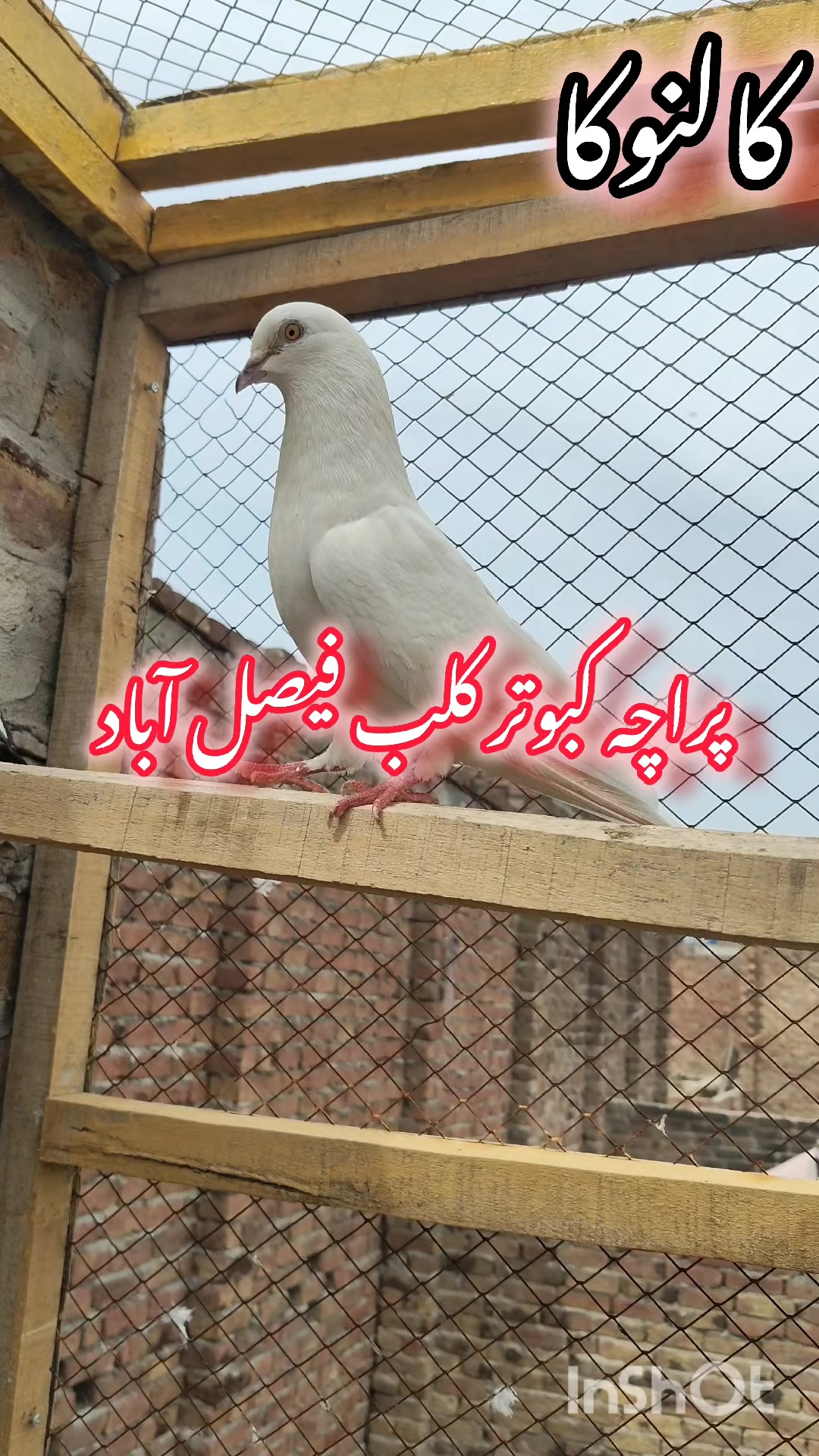 @پراچہ کبوتر کلب💪💪
