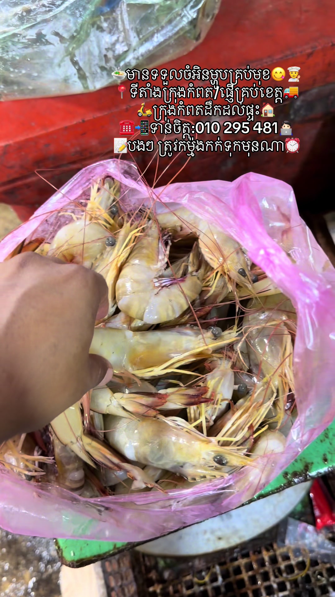 @កំពតគ្រឿងសមុទ្រ