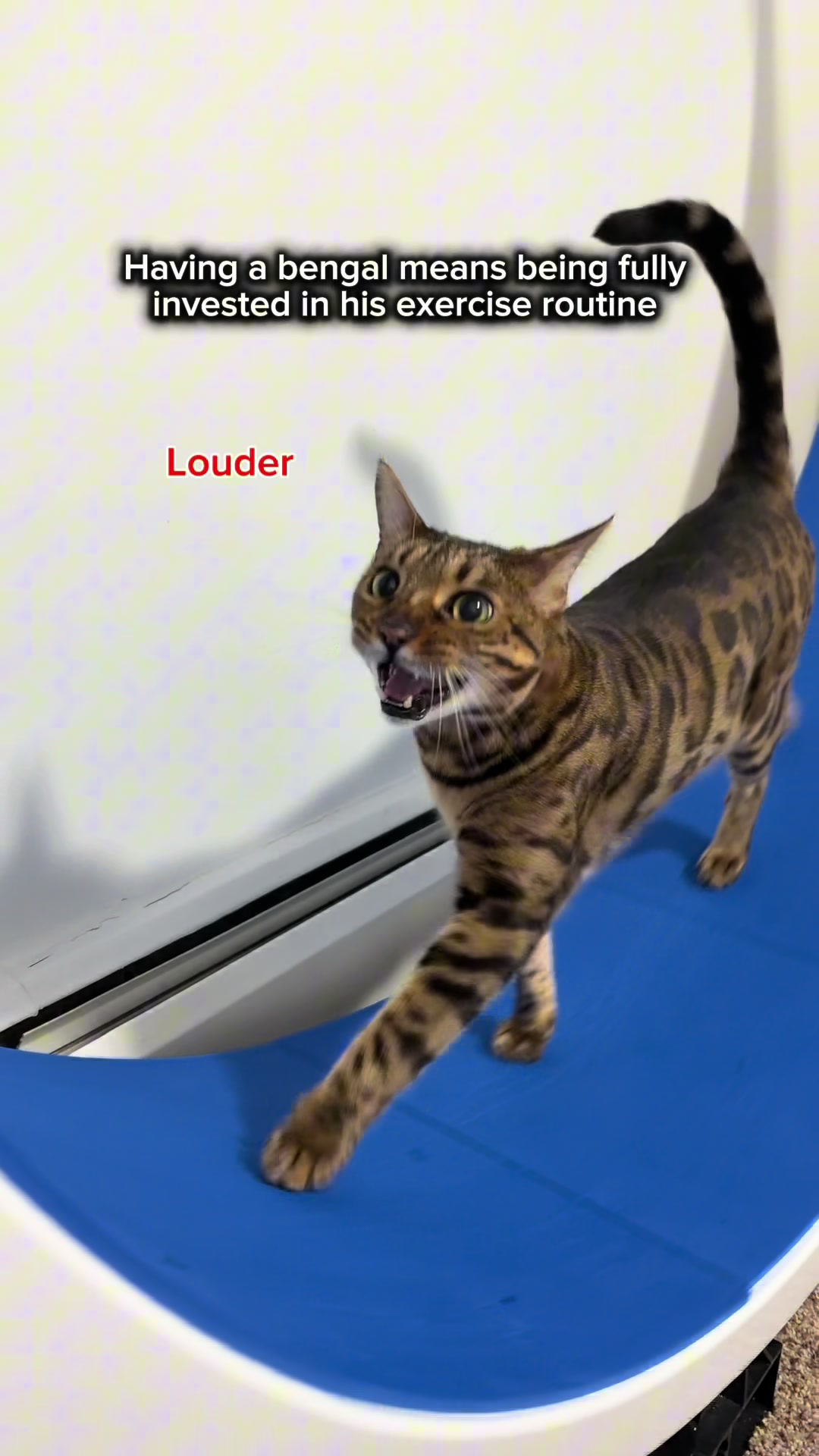 @Three Nawty Cats