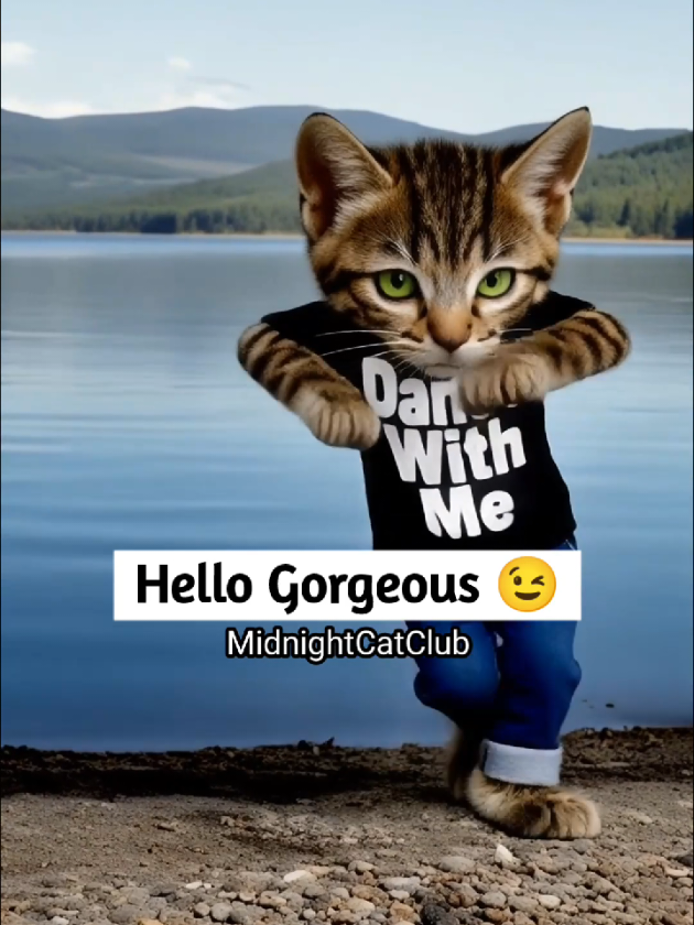 @MidnightCatClub