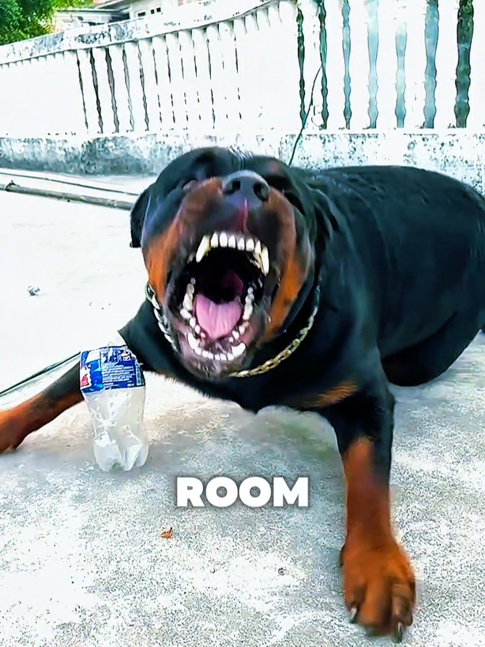 @animolfacts