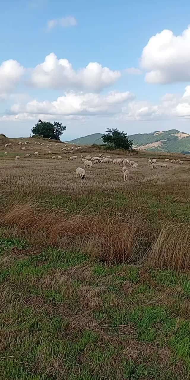 @Barkin Vergili