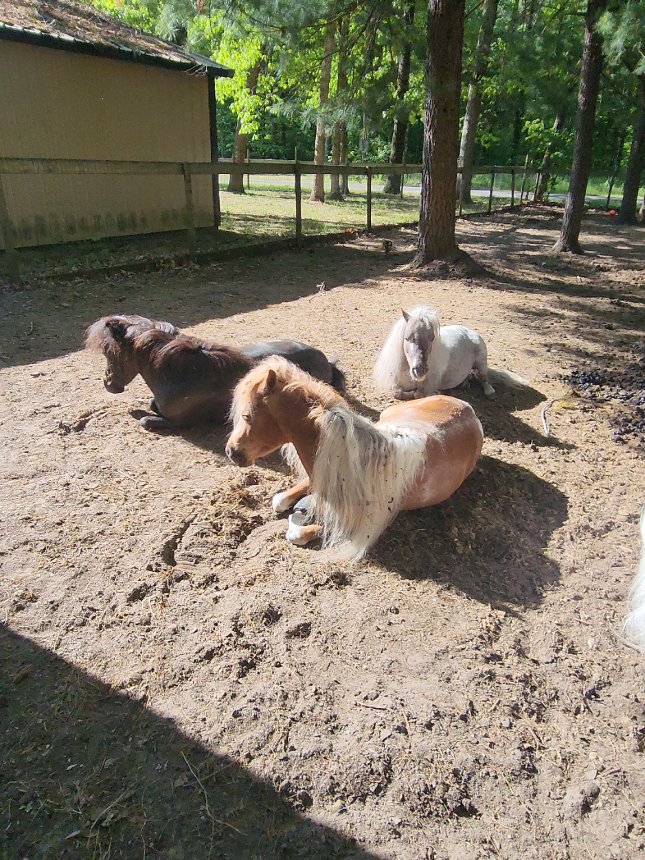 @minihorsemomandtrainer🐴🐴🐴🐴