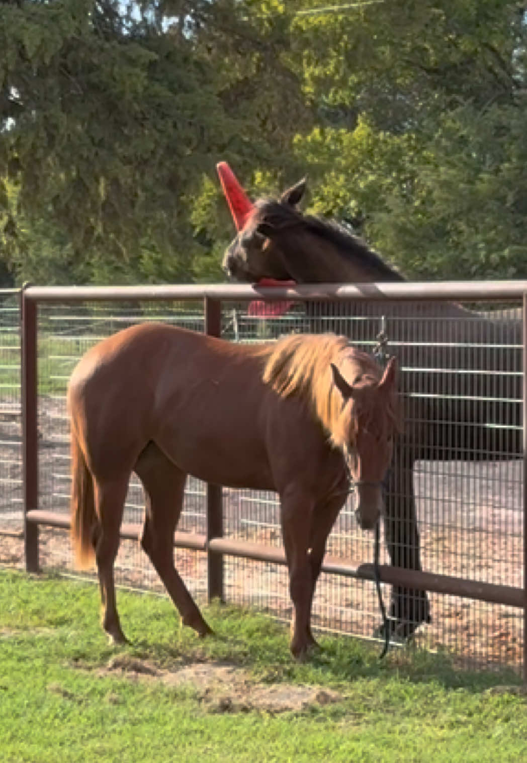 @Kjackson 🐴❤️