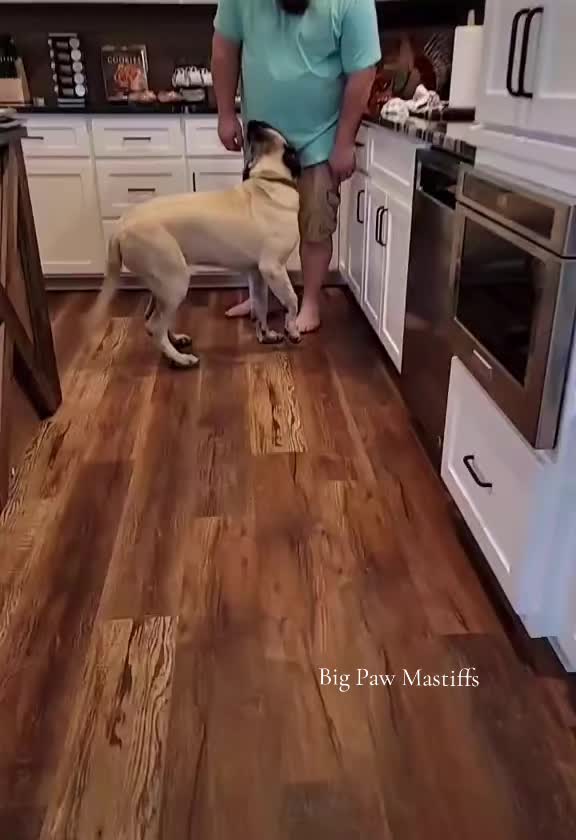 @Big Paw Mastiffs