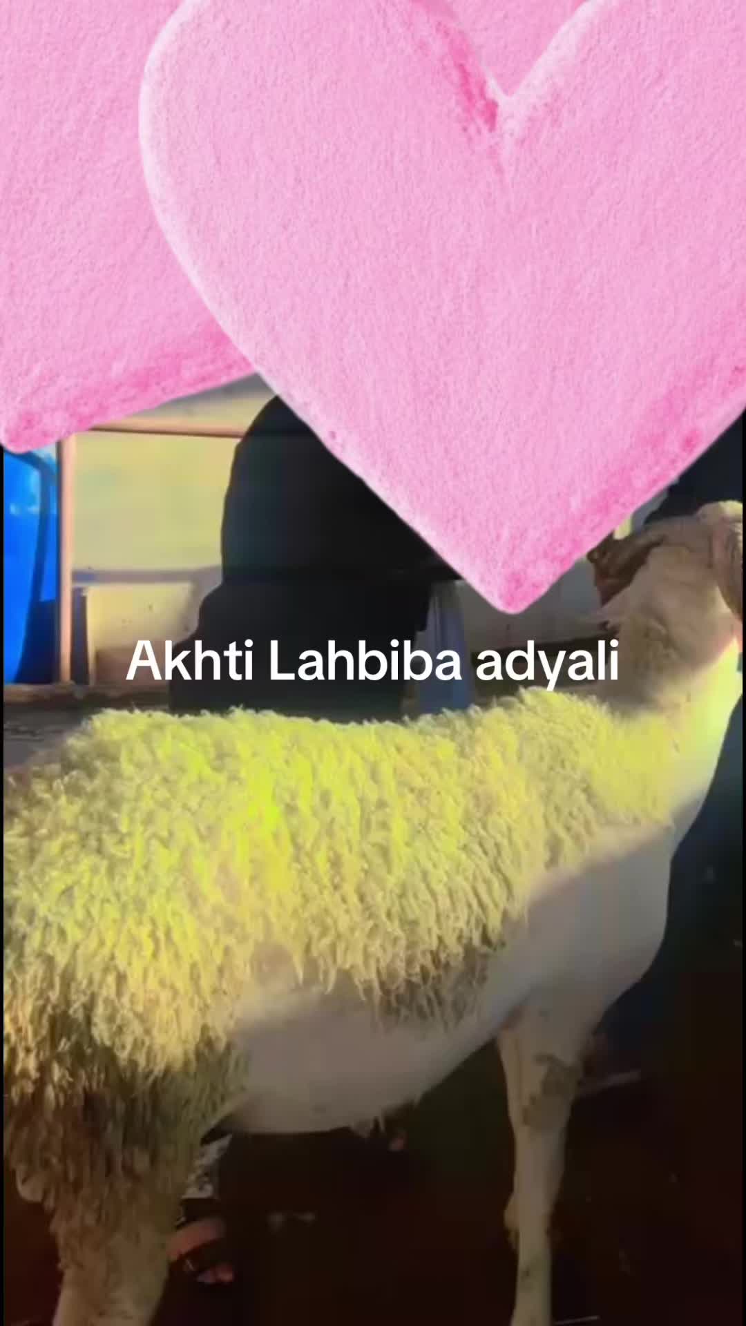 @wassimjad
