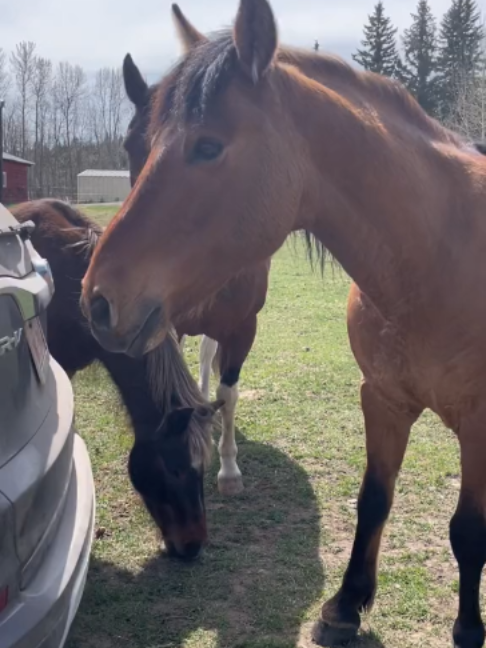 @Horses TikTok