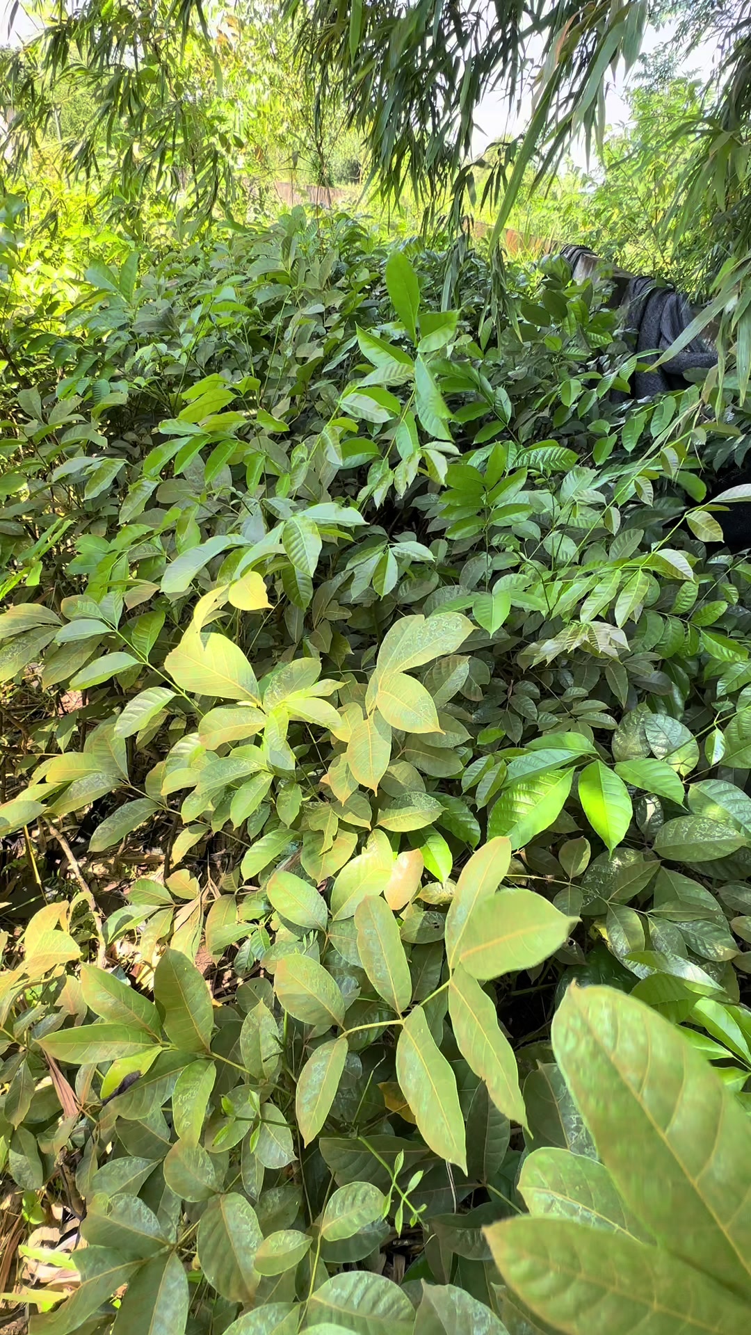 @Nhà Vườn Vũ Mai