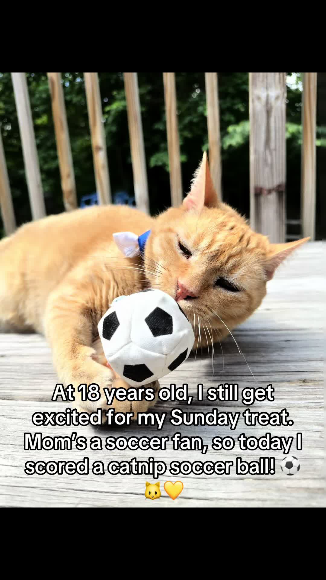 @POLLITO CAT