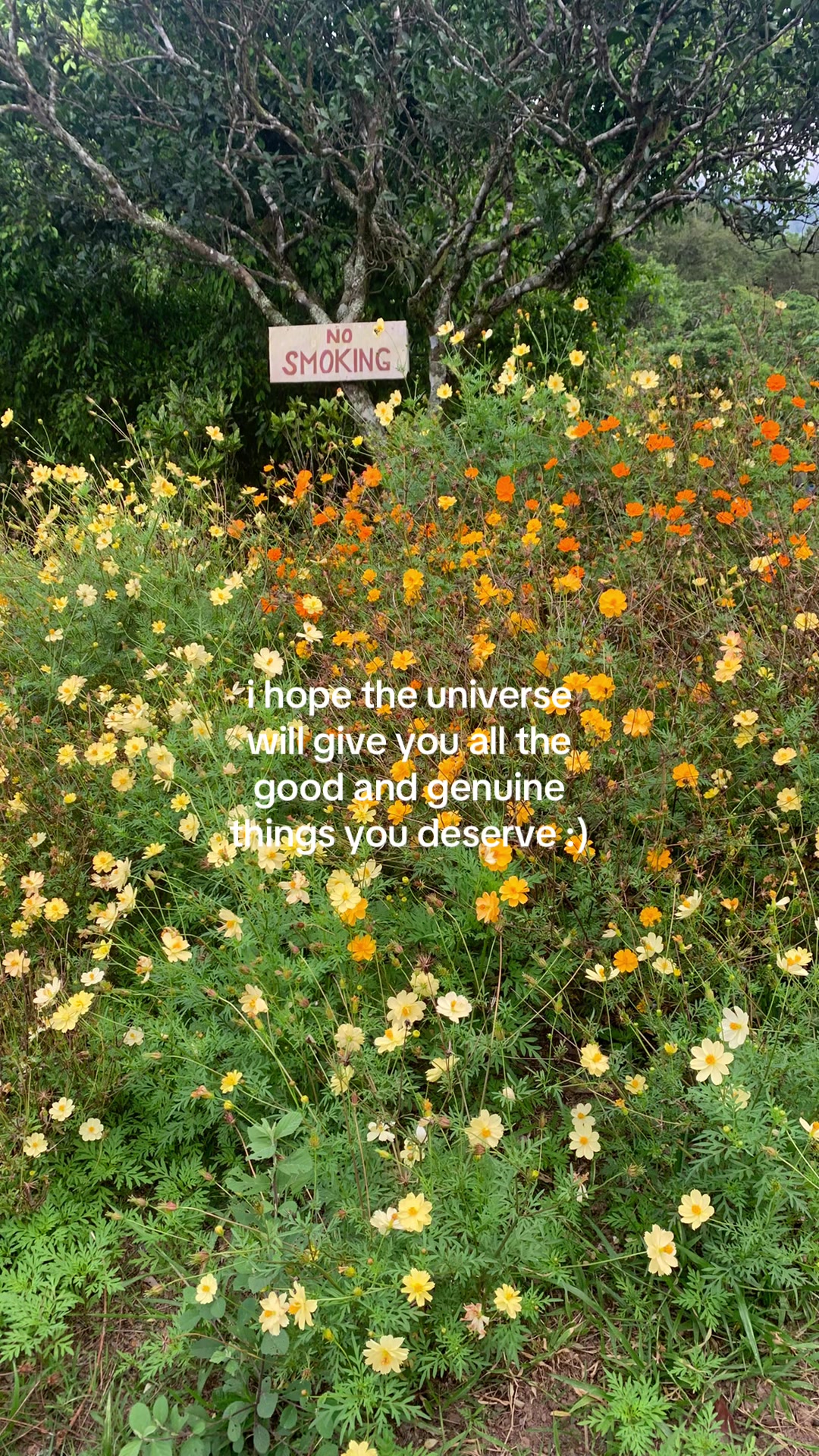 @twinkle threads