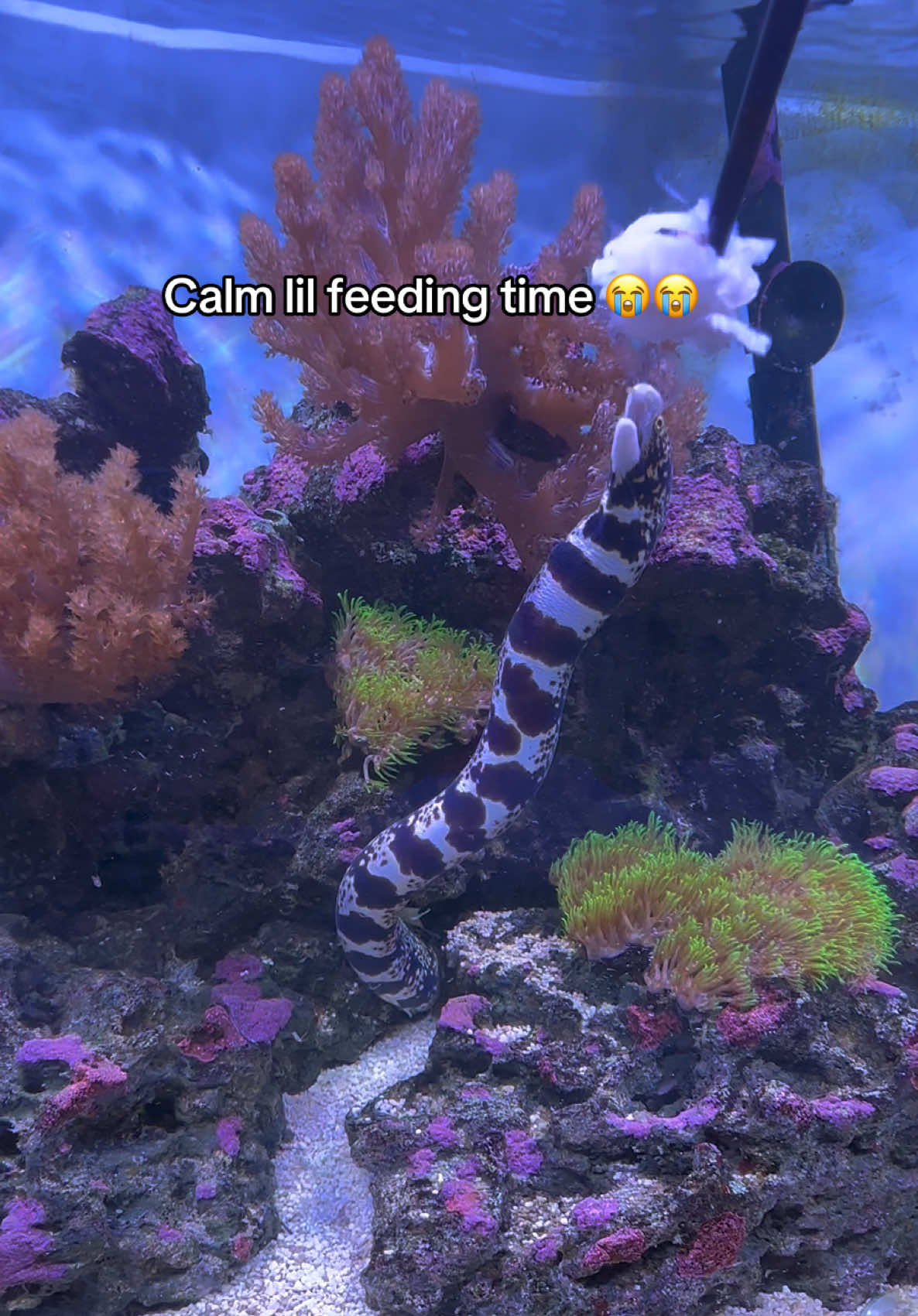 @ReefSync