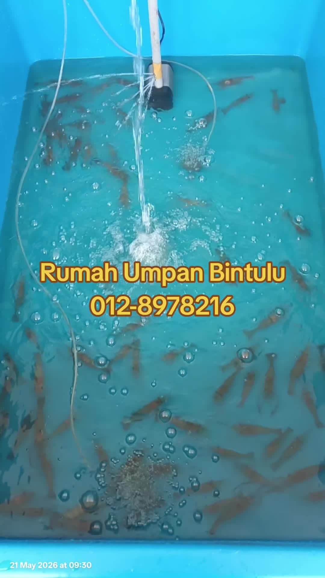 @Rumah Umpan Trading