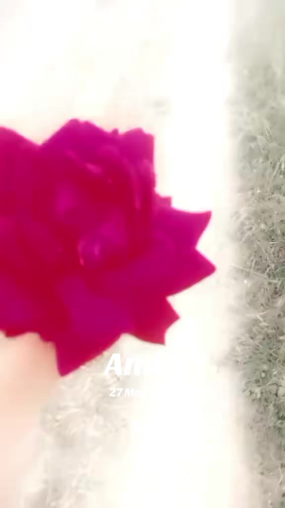 @shemsamanova