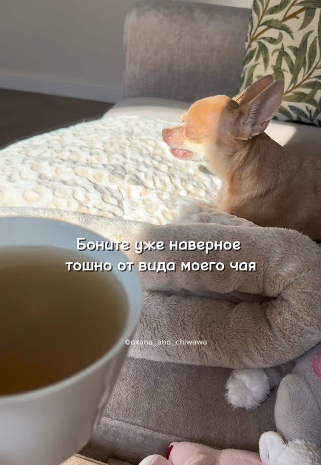 @Оксана & Чихуахуа Бонита