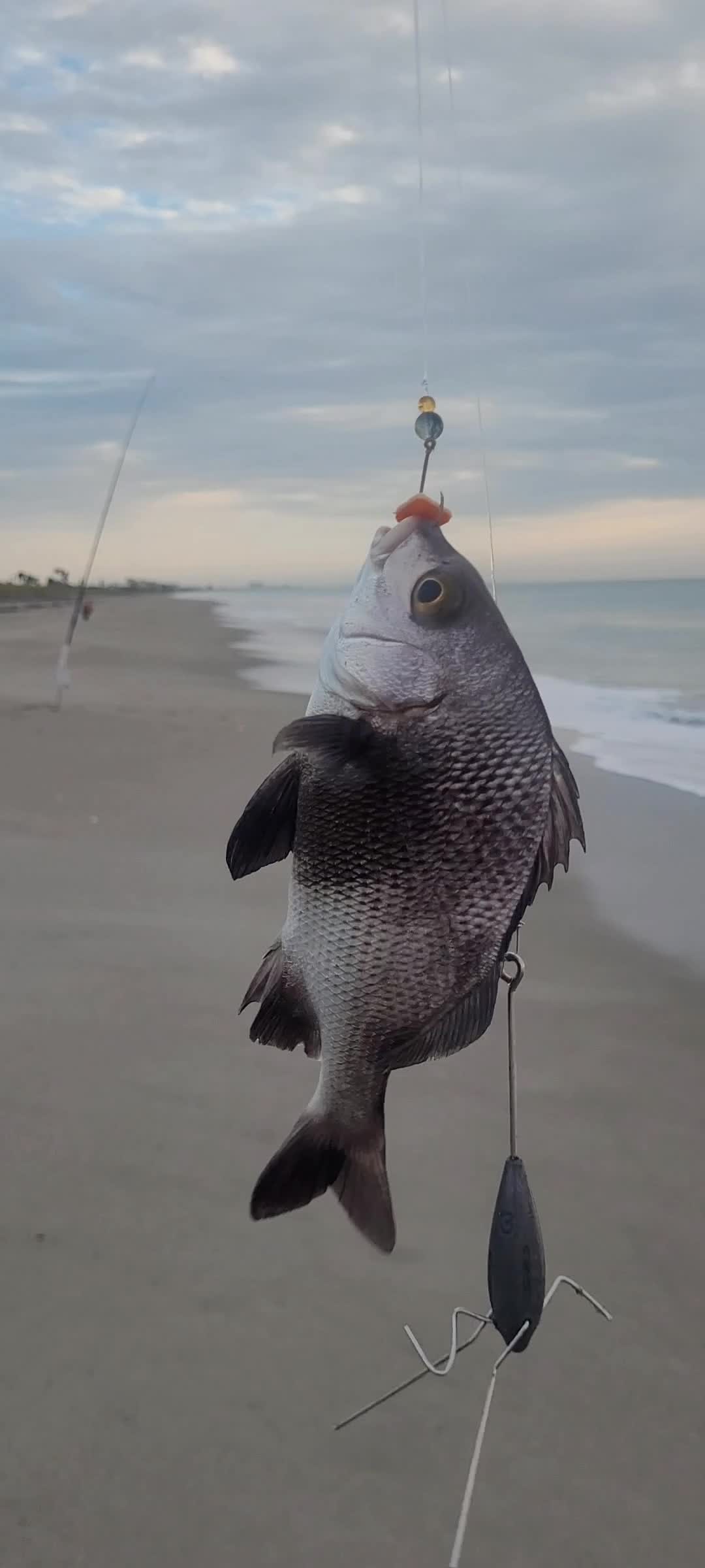 @Ghost of Space Coast Fishing
