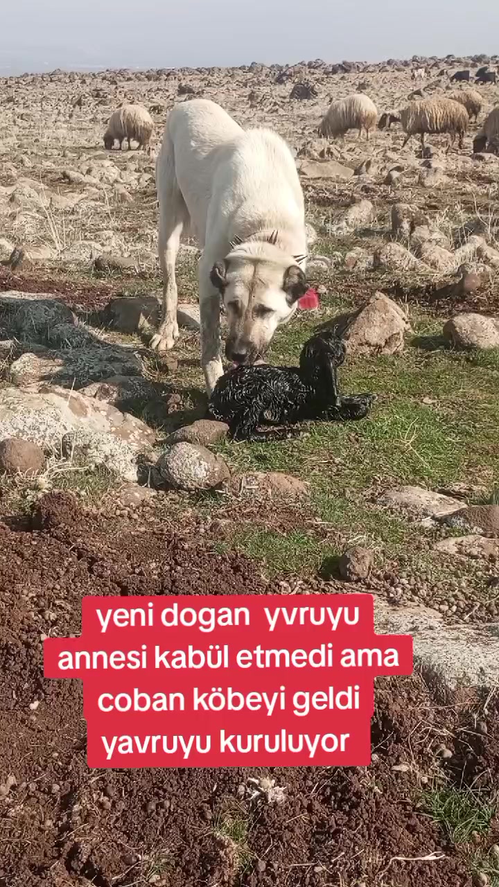 @ali çınar
