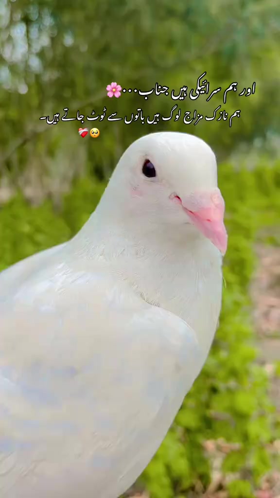 @Tayyab Khan