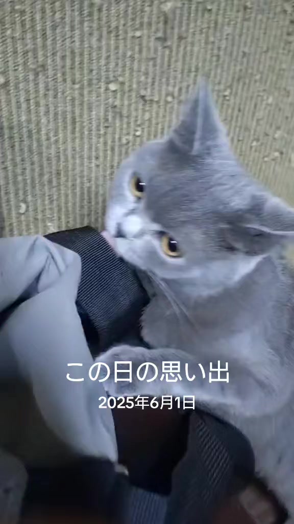 @めぐ子