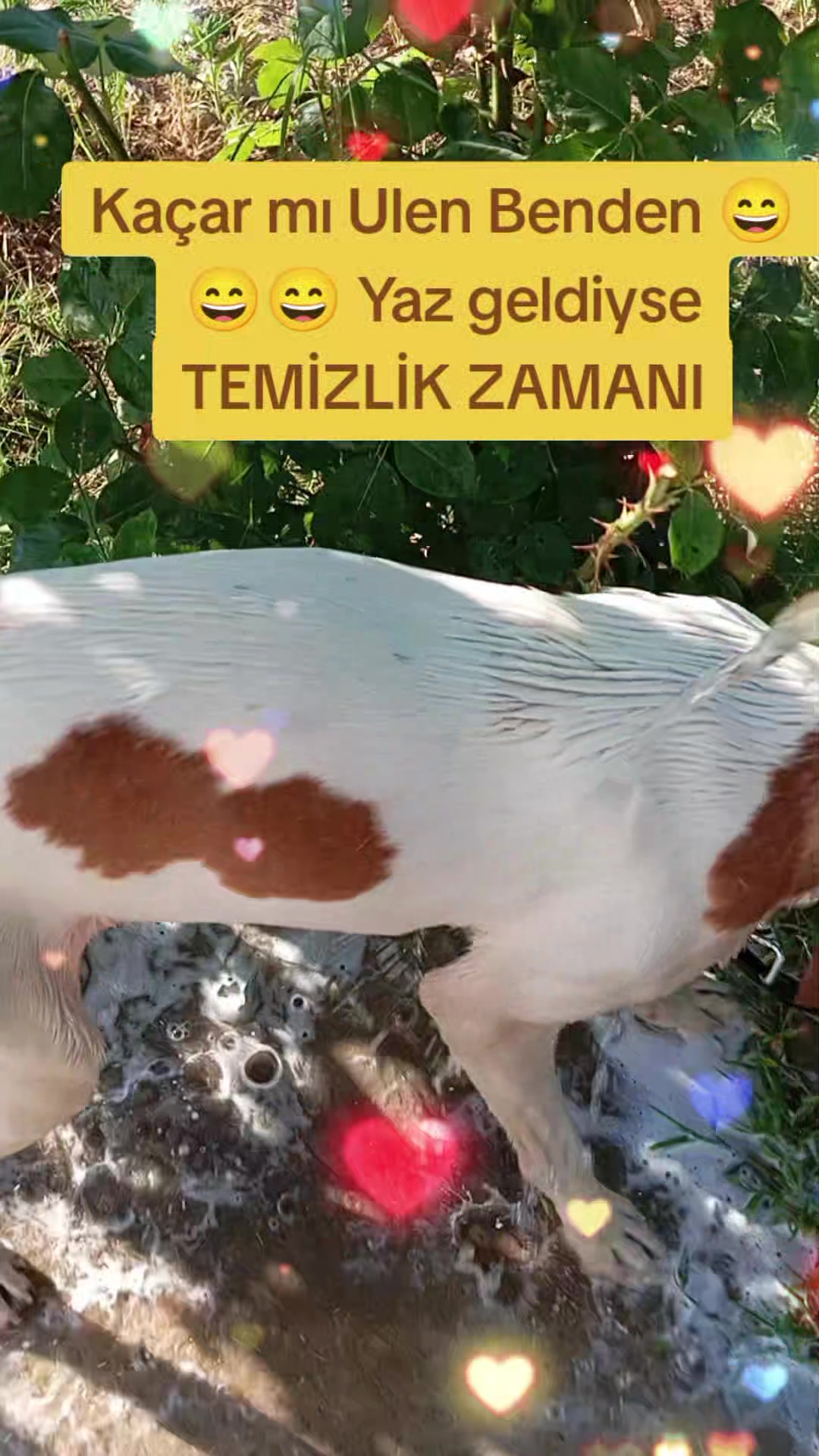@@gezgin0920