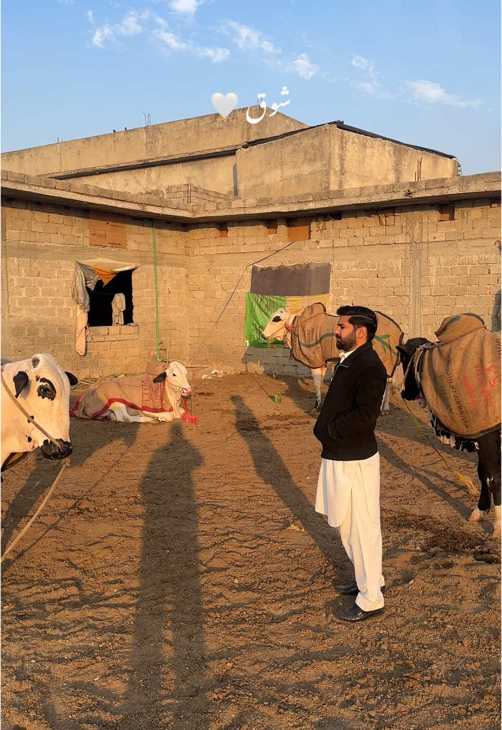 @Shinwari Cattle Farm