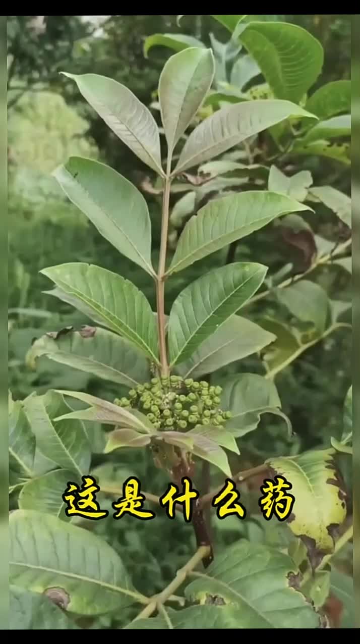 @gaib0009