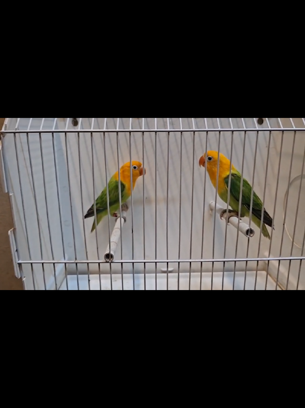 @manhaaviary